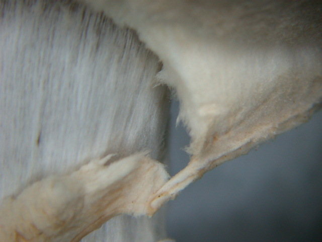 Tre elementi particolari ... QUIZ